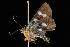 ( - Moth 134.03CC)  @13 [ ] CreativeCommons - Attribution (2010) Unspecified Centre for Biodiversity Genomics