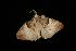  ( - Moth 141.03CC)  @13 [ ] CreativeCommons - Attribution (2010) Unspecified Centre for Biodiversity Genomics
