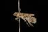  (Homoeosoma lechriosema - Moth 049.03LZ)  @14 [ ] CreativeCommons - Attribution (2010) Unspecified Centre for Biodiversity Genomics