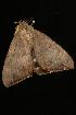  ( - Moth 080.03LZ)  @12 [ ] CreativeCommons - Attribution (2010) Unspecified Centre for Biodiversity Genomics