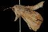  ( - Moth 088.03LZ)  @13 [ ] CreativeCommons - Attribution (2010) Unspecified Centre for Biodiversity Genomics