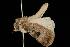  ( - Moth 114.03LZ)  @12 [ ] CreativeCommons - Attribution (2010) Unspecified Centre for Biodiversity Genomics