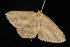  (Cyclophora sp. 2 - 05-QLD-00245)  @13 [ ] CreativeCommons - Attribution (2010) Unspecified Centre for Biodiversity Genomics