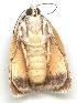  ( - gvc1817-1L)  @12 [ ] Copyright (2004) Unspecified Unspecified