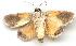  ( - gvc1817-1L)  @12 [ ] Copyright (2004) Unspecified Unspecified
