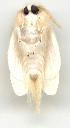  ( - gvc2132-1L)  @14 [ ] Copyright (2004) Unspecified Unspecified