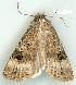 ( - gvc5957-1L)  @12 [ ] Copyright (2004) Unspecified Unspecified