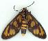  (Amata sp - gvc6013-1L)  @14 [ ] Copyright (2004) Unspecified Unspecified