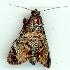  ( - gvc6117-1L)  @13 [ ] Copyright (2004) Unspecified Unspecified