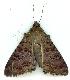  ( - gvc6325-1L)  @14 [ ] Copyright (2004) Unspecified Unspecified