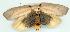  (Uzucha humeralis - gvc6391-1L)  @13 [ ] Copyright (2004) Unspecified Unspecified