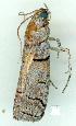  ( - gvc6631-1L)  @12 [ ] Copyright (2004) Unspecified Unspecified