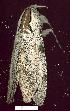  ( - gvc6956-1L)  @12 [ ] Copyright (2004) Unspecified Unspecified