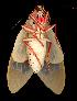  ( - gvc6970-1L)  @12 [ ] Copyright (2004) Unspecified Unspecified