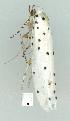 ( - gvc7229-1L)  @14 [ ] Copyright (2004) Unspecified Unspecified