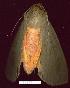  ( - gvc7561-1L)  @13 [ ] Copyright (2004) Unspecified Unspecified
