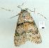  ( - gvc8062-1L)  @13 [ ] Copyright (2004) Unspecified Unspecified