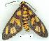  (Amata sp. 7 - gvc8451-1L)  @14 [ ] Copyright (2004) Unspecified Unspecified