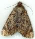  ( - gvc8644-1L)  @14 [ ] Copyright (2004) Unspecified Unspecified
