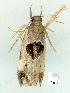  (Helcystogramma hibisci - gvc8686-1L)  @14 [ ] Copyright (2004) Unspecified Unspecified