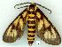  (Amata sp. 8 - gvc8749-1L)  @14 [ ] Copyright (2004) Unspecified Unspecified