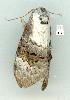  ( - gvc8813-1L)  @13 [ ] Copyright (2004) Unspecified Unspecified