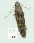  (Gelechia sp. ANIC2 - gvc9059-1L)  @12 [ ] Copyright (2004) Unspecified Unspecified