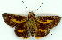  (Sabera dobboe - gvc9127-1L)  @14 [ ] Copyright (2004) Unspecified Unspecified