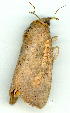  ( - gvc9181-1L)  @12 [ ] Copyright (2004) Unspecified Unspecified