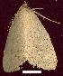  (Thyas microrrhaea - gvc10516-1L)  @13 [ ] Copyright (2004) Unspecified Unspecified