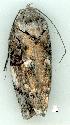  (Illidgea sp. AAI7670 - gvc11328-1L)  @12 [ ] Copyright (2004) Unspecified Unspecified