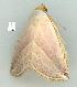  (Eublemma sp. ANIC3 - gvc11600-1L)  @12 [ ] Copyright (2004) Unspecified Unspecified