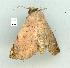  ( - gvc14370-1L)  @13 [ ] Copyright (2004) Unspecified Research Collection of Graeme Cocks