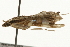  ( - gvc5633-1L)  @12 [ ] CreativeCommons - Attribution (2004) Unspecified Centre for Biodiversity Genomics