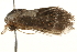  ( - gvc5877-1L)  @12 [ ] CreativeCommons - Attribution (2004) Unspecified Centre for Biodiversity Genomics