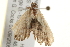  ( - gvc5910-1L)  @13 [ ] CreativeCommons - Attribution (2004) Unspecified Centre for Biodiversity Genomics