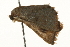 ( - gvc5915-1L)  @13 [ ] CreativeCommons - Attribution (2004) Unspecified Centre for Biodiversity Genomics