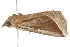  ( - gvc5661-1L)  @12 [ ] CreativeCommons - Attribution (2004) Unspecified Centre for Biodiversity Genomics