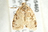  ( - gvc5460-1L)  @12 [ ] CreativeCommons - Attribution (2004) Unspecified Centre for Biodiversity Genomics