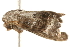  ( - gvc5500-1L)  @12 [ ] CreativeCommons - Attribution (2004) Unspecified Centre for Biodiversity Genomics