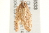  ( - gvc5533-1L)  @13 [ ] CreativeCommons - Attribution (2004) Unspecified Centre for Biodiversity Genomics