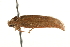  ( - gvc5545-1L)  @13 [ ] CreativeCommons - Attribution (2004) Unspecified Centre for Biodiversity Genomics