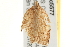  ( - gvc5577-1L)  @13 [ ] CreativeCommons - Attribution (2004) Unspecified Centre for Biodiversity Genomics
