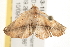  ( - gvc5953-1L)  @13 [ ] CreativeCommons - Attribution (2004) Unspecified Centre for Biodiversity Genomics