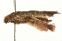  ( - gvc5992-1L)  @12 [ ] CreativeCommons - Attribution (2004) Unspecified Centre for Biodiversity Genomics
