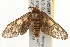  ( - gvc5997-1L)  @13 [ ] CreativeCommons - Attribution (2010) Unspecified Centre for Biodiversity Genomics