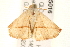  (Autoba versicolor - gvc5016-1L)  @14 [ ] CreativeCommons - Attribution (2010) Unspecified Centre for Biodiversity Genomics
