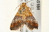  ( - gvc5184-1L)  @12 [ ] CreativeCommons - Attribution (2010) Unspecified Centre for Biodiversity Genomics