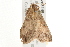  ( - gvc6149-1L)  @12 [ ] CreativeCommons - Attribution (2010) Unspecified Centre for Biodiversity Genomics