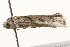  (Metapherna salsa - gvc6224-1L)  @14 [ ] CreativeCommons - Attribution (2010) Unspecified Centre for Biodiversity Genomics